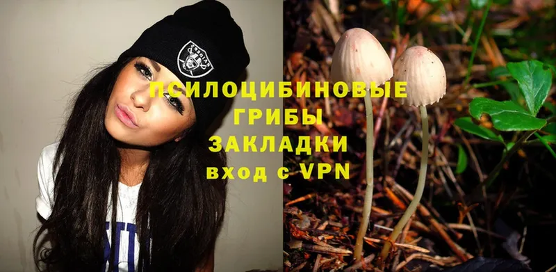 Галлюциногенные грибы Psilocybe  купить наркотик  Новосибирск 